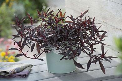 动作RPG游戏《ELEX2》资料泄露 或将上线次时代主机